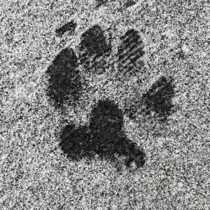 Meet your Posher, Sal